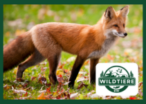 Fuchs (Vulpes vulpes) – Steckbrief & alle Fakten