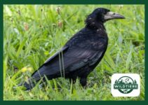 Saatkrähe (Corvus frugilegus) – Steckbrief & alle Fakten