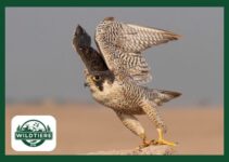 Wanderfalke (Falco peregrinus) – Steckbrief & alle Fakten