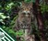 Europäische Wildkatze (Felis silvestris)